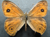 Hypocysta euphemia - Adult